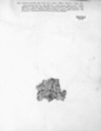 Ochrolechia tartarea image